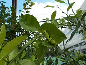 見つけた 昭和女子大学附属昭和こども園